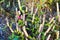 Platostoma cochinchinenses flower blur with small tree