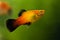 Platy closeup