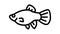 platy fish line icon animation