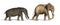Platybelodon and Elephant Compared