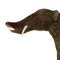 Platybelodon Head