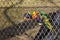 Platycercus eximius - parrot - crawling on a wire fence and nibbling it with beautiful light