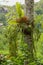 Platycerium bifurcatum Polypodiaceae parasitizes on a coconut tree trunk. Staghorn fern attached to a tree in tropical Bali