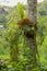 Platycerium bifurcatum Polypodiaceae parasitizes on a coconut tree trunk. Staghorn fern attached to a tree in tropical Bali