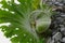 Platycerium coronarium,Large ferns growing on the trunks trees or stones