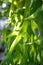 platycerium fern leaves
