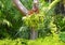 Platycerium fern on tree