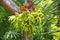 Platycerium fern on tree