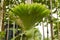 Platycerium ferns plant staghorn or elkhorn fern growing on branch tree