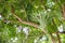 Platycerium perched on a tree