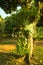 Platycerium ridleyi fern growing up on the jackfruit in the garden resort.