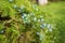 Platycladus or Oriental Thuja closeup branch with ripe blue cones