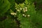 Platycladus orientalis \\\'Elegantissima\\\' female flowers.
