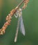 The Platycnemididae are a family of damselflies.