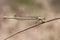 Platycnemis latipes White Featherleg delicate light brown damselfly perched on dry reed by a stream