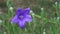 Platycodon grandiflorum in the park. Blooming cultivar balloon flower Platycodon grandiflorus `Blue`