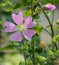 Platycodon grandiflorus from Ancient is a species of herbaceous flowering perennial plant