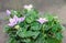 Platycodon grandiflorus astra blue, balloon flower with buds