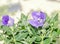 Platycodon grandiflorus astra blue, balloon flower with buds