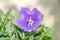 Platycodon grandiflorus astra blue, balloon flower with buds and