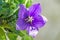 Platycodon grandiflorus astra blue, balloon flower with buds