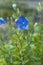 Platycodon grandiflorus or Balloon flower, Chinese bellflower. Close up