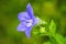 Platycodon grandiflorus, Chinese bellflower