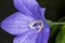 Platycodon grandiflorus, Chinese bellflower