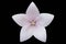 Platycodon grandiflorus pale pink flower isolated on black