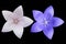 Platycodon grandiflorus pale pink and violet flowers isolated on