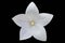 Platycodon grandiflorus white flower isolated on black