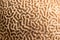 Platygyra. Brain coral specimen. Selective focus nature pattern background image