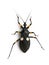 Platymeris biguttatus is a genus of assassin bug