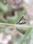 Platyptilia is a genus of moths in the family Pterophoridae Platyptilia small butterfly on leaf