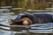 Platypus Captured Through a High-Quality Camera Lens, Featuring a Slight Depth that Evokes a 3D Render - Wildlife Photography