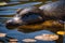 Platypus Captured Through a High-Quality Camera Lens, Featuring a Slight Depth that Evokes a 3D Render - Wildlife Photography