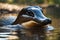 Platypus Captured Through a High-Quality Camera Lens, Featuring a Slight Depth that Evokes a 3D Render - Wildlife Photography