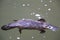 a platypus  in  a creek on the Eungella National Park, Queensland, Australia