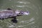 a platypus  in  a creek on the Eungella National Park, Queensland, Australia