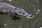 a platypus  in  a creek on the Eungella National Park, Queensland, Australia