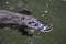 a platypus  in  a creek on the Eungella National Park, Queensland, Australia