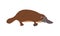 Platypus. Cute funny Australian animal. Vector cartoon flat illustration.