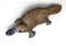 Platypus duck-billed animal. Ornithorhynchus anatinus 3D illustration