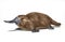 Platypus duck-billed animal. Ornithorhynchus anatinus 3D illustration