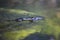 Platypus surfacing in blurry waters of lake in Australia