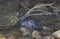 Platypus swimming in a creek in Tasmania.