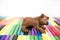 Play clay Animals. Bear on colored background