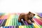 Play clay Animals. Bear on colored background