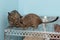 Play of cute two degus. Love two pets. Little cute gray mouse Degu close-up