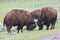 Play fighting of two male bull buffalos